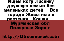 Ищем коту Лисёнку дружную семью без маленьких детей  - Все города Животные и растения » Кошки   . Мурманская обл.,Полярные Зори г.